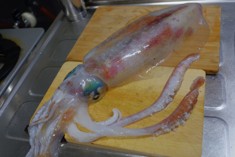 squid01